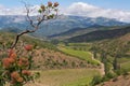 Smoketree on the background of the summer landscape of Crimean mountains Royalty Free Stock Photo