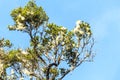 Smoketree or Cotinus Royalty Free Stock Photo