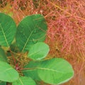 Smoketree rhus cotinus coggygria pink blooming, Royal Purple smoke bush flowering macro closeup, green leaves, large detailed