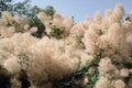 Smoketree, tree of the fog Royalty Free Stock Photo