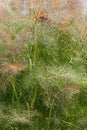 Smokey fennel