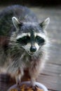 Smokey Raccoon Royalty Free Stock Photo