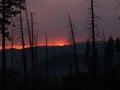 Smokey sunset with burnt pine trees silhouetted Royalty Free Stock Photo