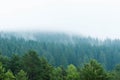 Smoking blue pine woods after a heavy rainstorm Royalty Free Stock Photo