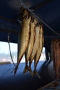 Smoking fish hanging side by side. Mackerel fish Royalty Free Stock Photo