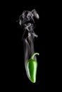 Smoking Hot Jalapeno Pepper (Capsicum Annuum)