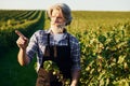 Smoking and looking at berries. Senior stylish man with grey hair and beard on the agricultural field with harvest Royalty Free Stock Photo