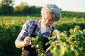 Smoking and looking at berries. Senior stylish man with grey hair and beard on the agricultural field with harvest Royalty Free Stock Photo