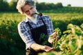 Smoking and looking at berries. Senior stylish man with grey hair and beard on the agricultural field with harvest Royalty Free Stock Photo