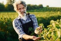 Smoking and looking at berries. Senior stylish man with grey hair and beard on the agricultural field with harvest Royalty Free Stock Photo