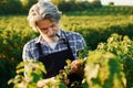 Smoking and looking at berries. Senior stylish man with grey hair and beard on the agricultural field with harvest Royalty Free Stock Photo