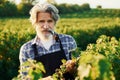 Smoking and looking at berries. Senior stylish man with grey hair and beard on the agricultural field with harvest Royalty Free Stock Photo