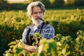 Smoking and looking at berries. Senior stylish man with grey hair and beard on the agricultural field with harvest Royalty Free Stock Photo