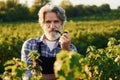 Smoking and looking at berries. Senior stylish man with grey hair and beard on the agricultural field with harvest Royalty Free Stock Photo