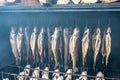 Smoking Rainbow trout fish in a smoker.Trout hanging in wire hooks from rack Royalty Free Stock Photo