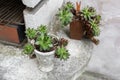 Succulent in concrete vase. Outdoor on the summer patio. Small townhouse perennial summer garden. Vienna, Austria. Royalty Free Stock Photo