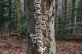 smoky bracket resp.Bjerkandera adusta,lower Rhine region,Germany