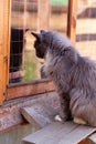 Smoky cat looks into its reflection Royalty Free Stock Photo