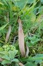 Smoky clavaria, Clavaria fumosa among grass