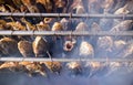 Smoky fish in smokehouse