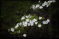 Smoky Mountain Dogwoods in the Rain