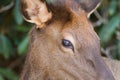 Smoky Mountain Elk in Cataloochee North Carolina up close Royalty Free Stock Photo