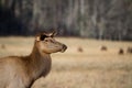 Smoky Mountain Elk Doe in fall Royalty Free Stock Photo