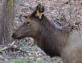 Smoky Mountain Elk near Cherokee, North Carolina Royalty Free Stock Photo