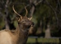 Smoky Mountain Elk near Cherokee, North Carolina Royalty Free Stock Photo