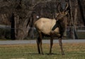 Smoky Mountain Elk near Cherokee, North Carolina Royalty Free Stock Photo