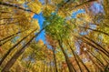 Smoky Mountain Trees