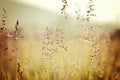 Smoky Mountains Cades Cove grass fields Royalty Free Stock Photo