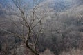 Smoky Mountains Treetops