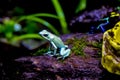 Smoky silvery white poison arrow frog