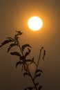 Smoky sun Royalty Free Stock Photo