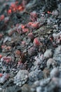 Smolder coals Royalty Free Stock Photo