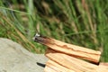 Smoldering palo santo sticks on stone outdoors, closeup. Space for text Royalty Free Stock Photo