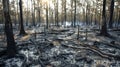 The smoldering remains of what was once a bustling forest is a symbol of the destructive power of fire. The charred tree Royalty Free Stock Photo