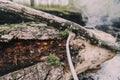 Smoldering wood in a forest after a fire. Burning trees. Extinguishing charred trees