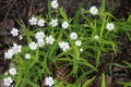 Smoll white flower in forest Royalty Free Stock Photo