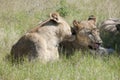 Smooching lions lying in grass of Okavango Delta, Botswana, Africa Royalty Free Stock Photo