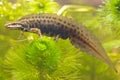 Smoot newt on plant