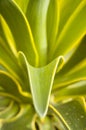 Smooth Agave (Agave desmetiana