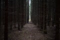 Smooth alleys of fir trees. Moss fallen leaves on the forest path