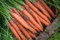 Smooth and attractive carrot roots with foliage dug into the field. Farming and gardening.