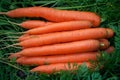 Smooth and attractive washed carrot roots with foliage background. Vegetable harvesting