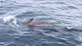 The smooth back of a pilot whale rises from the undulating waves, navigating the tranquil sea near the scenic Lofoten archipelago Royalty Free Stock Photo