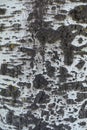 Smooth bark of Populus alba with black fissured marks