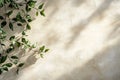 Smooth beige stone texture serves as a minimalist background, enhanced by soft green leaf shadows. Perfect for creative Royalty Free Stock Photo