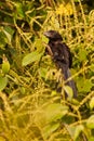 Smooth-billed Ani